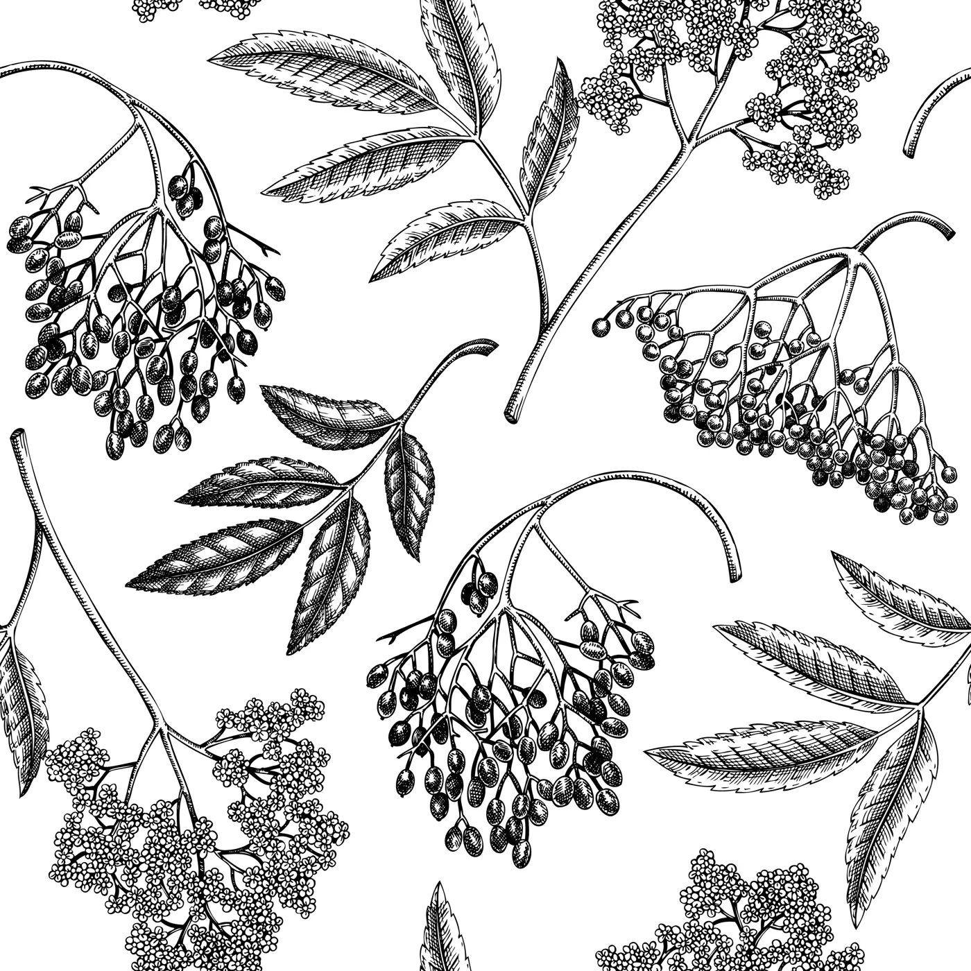 Elderberry seamless pattern. Elderflower sketch. Witchcraft background. Apothecary plant, herbal remedies, natural medicine hand-drawn vector illustration. NOT AI genereted Illustration